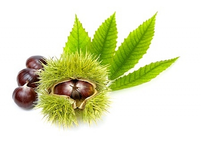 white chestnut